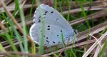 Modraszek wieszczek (Celastrina argiolus)