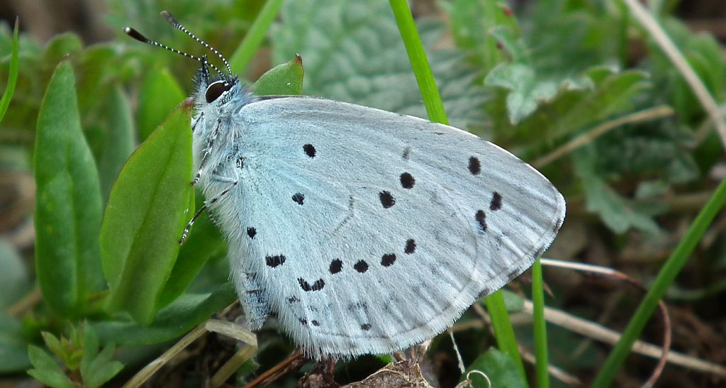 Modraszek wieszczek (Celastrina argiolus)