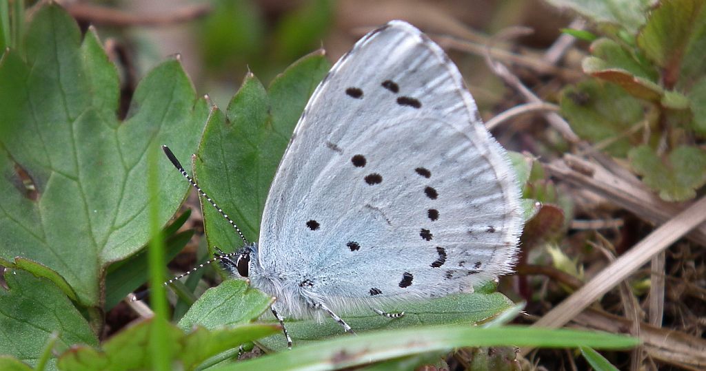 Modraszek wieszczek (Celastrina argiolus)