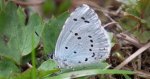 Modraszek wieszczek (Celastrina argiolus)