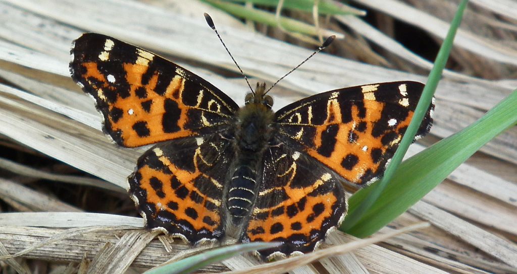 Rusałka kratkowiec (Araschnia levana)