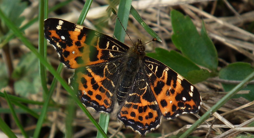 Rusałka kratkowiec (Araschnia levana)