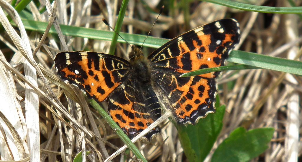 Rusałka kratkowiec (Araschnia levana)