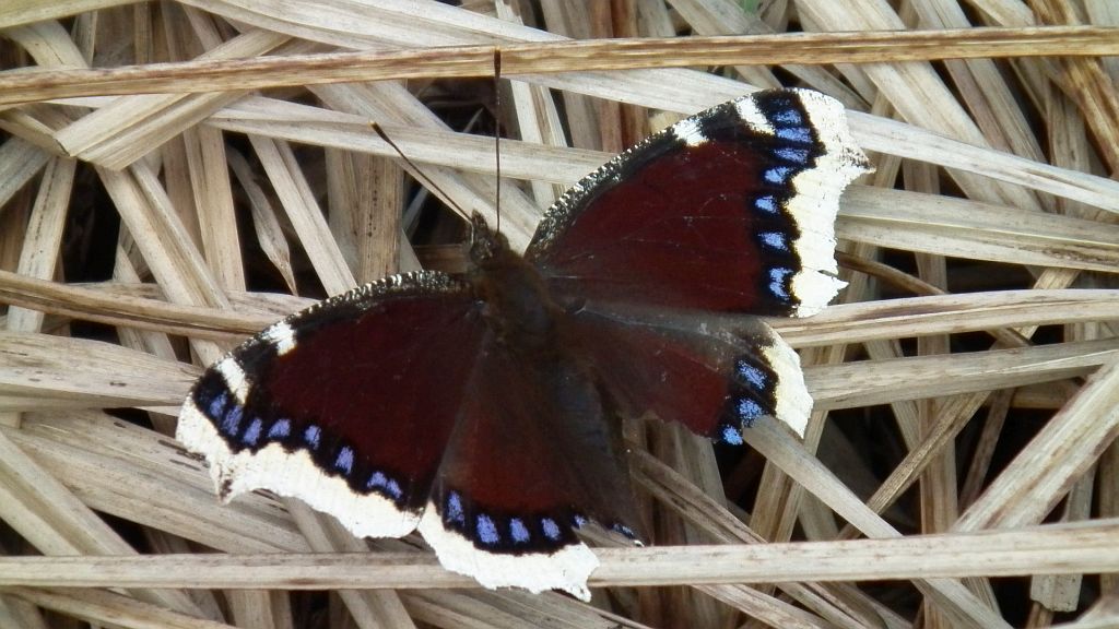 Rusałka żałobnik (Nymphalis antiopa)