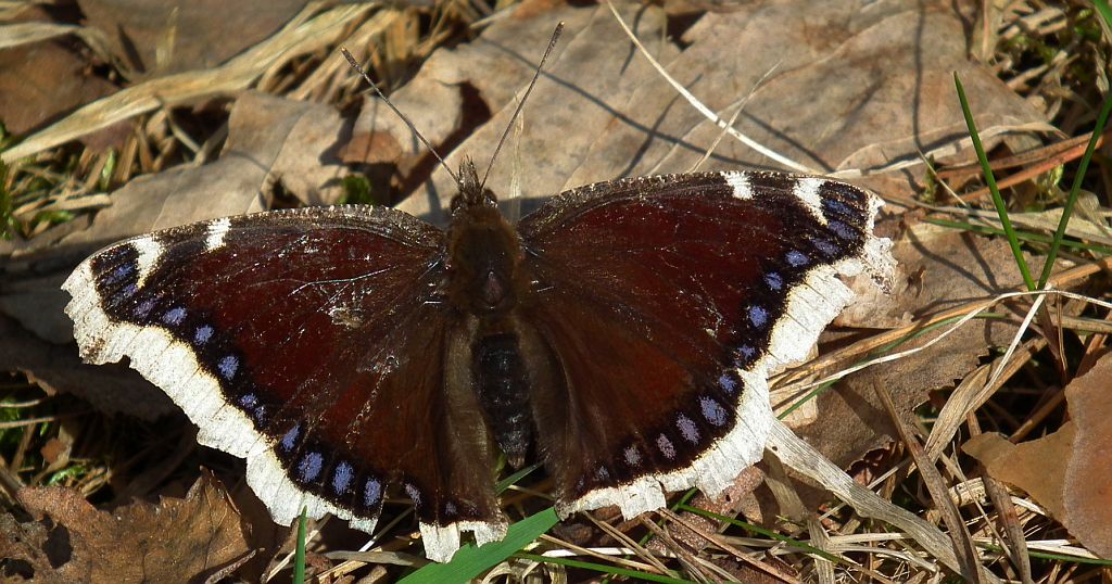 Rusałka żałobnik (Nymphalis antiopa)