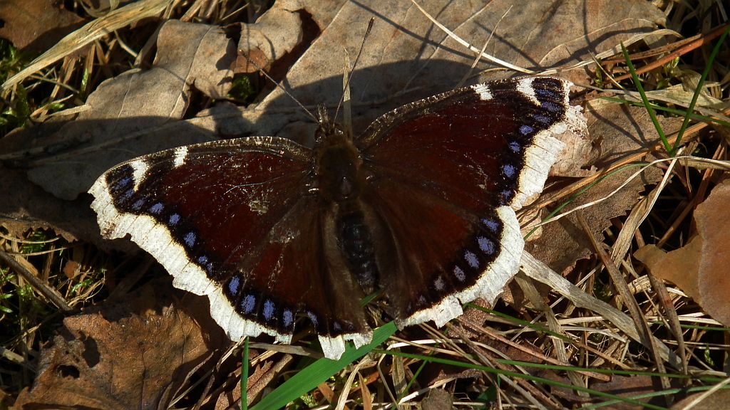 Rusałka żałobnik (Nymphalis antiopa)