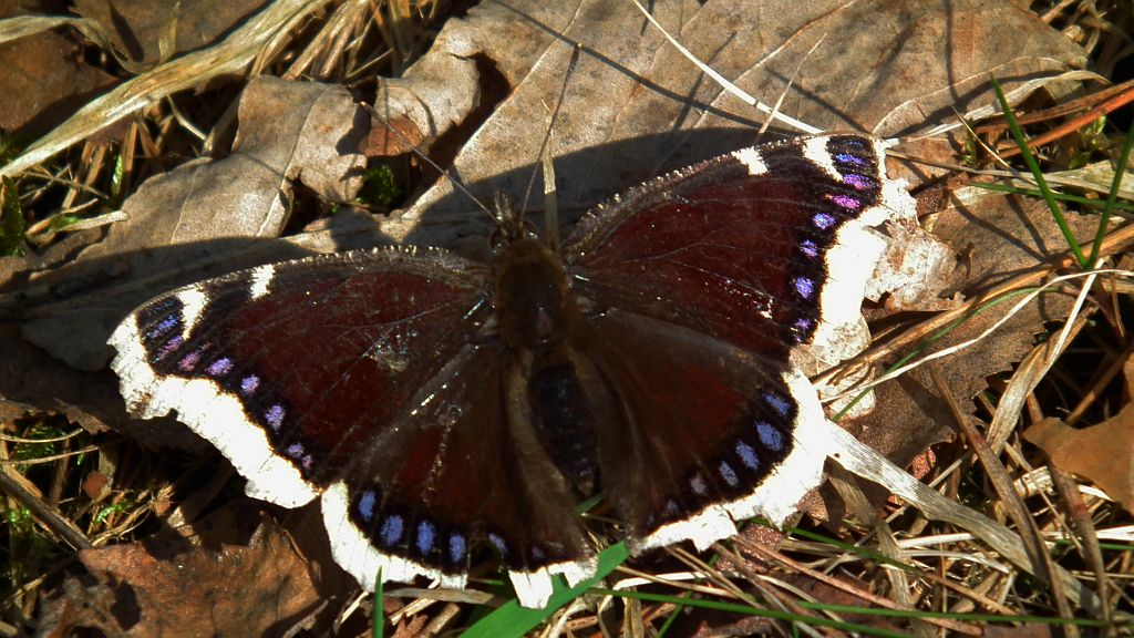 Rusałka żałobnik (Nymphalis antiopa)