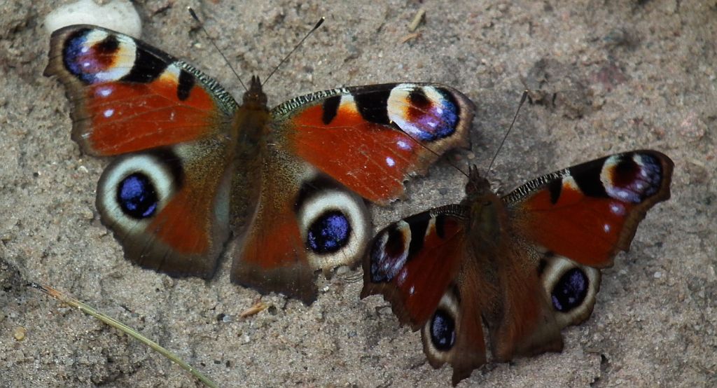 Rusałka pawik (Inachis io)