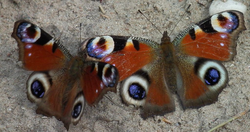 Rusałka pawik (Inachis io)