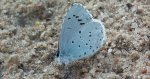 Modraszek wieszczek (Celastrina argiolus)