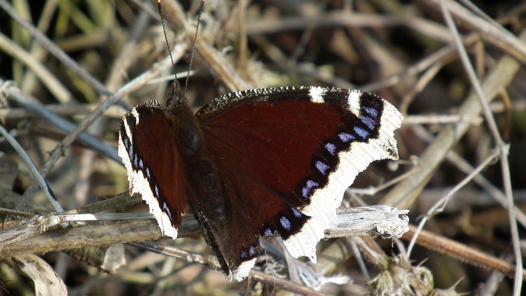 Rusałka żałobnik (Nymphalis antiopa)