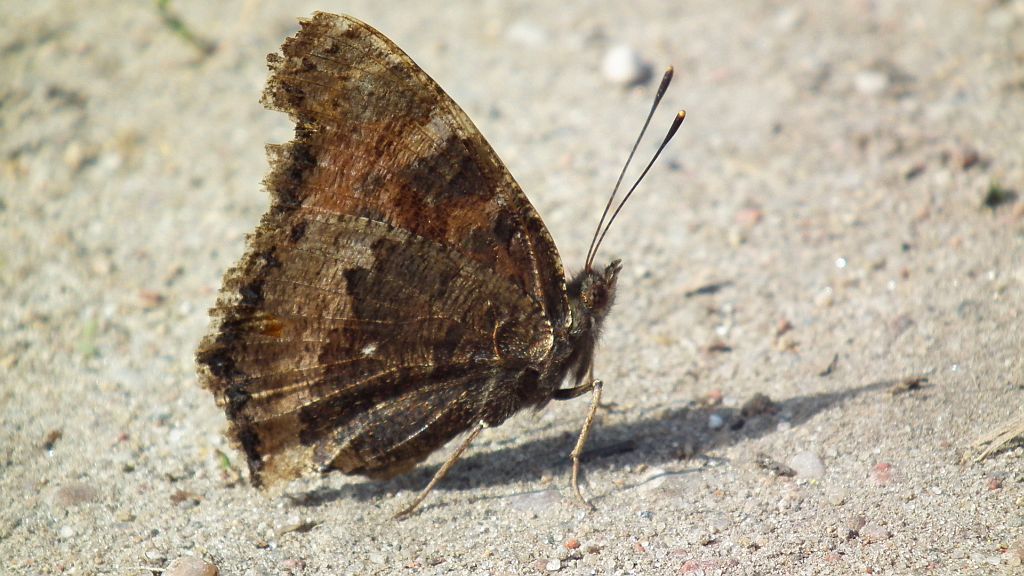 Rusałka drzewoszek (Nymphalis xanthomelas)
