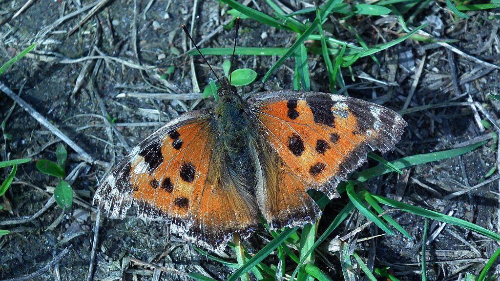 Rusałka drzewoszek (Nymphalis xanthomelas)