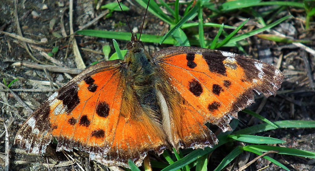 Rusałka drzewoszek (Nymphalis xanthomelas)
