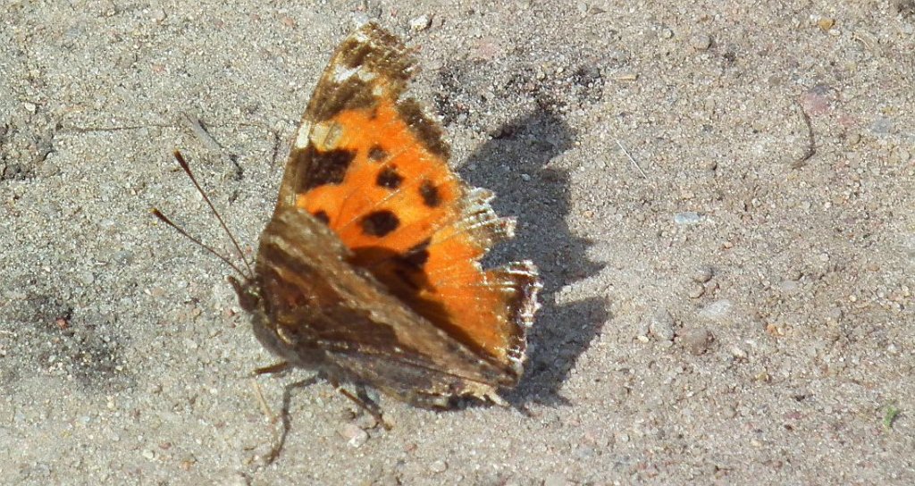 Rusałka drzewoszek (Nymphalis xanthomelas)