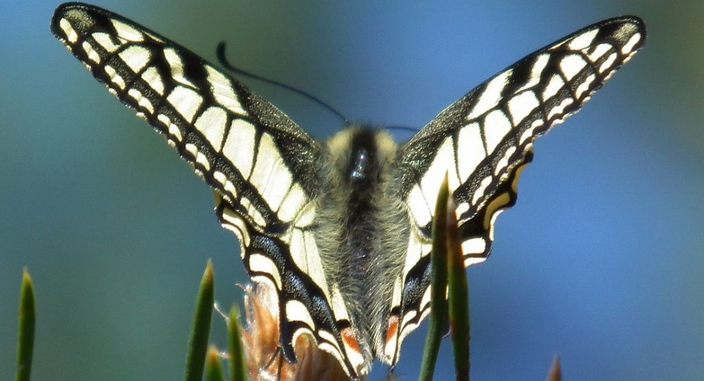 Paź królowej (Papilio machaon)