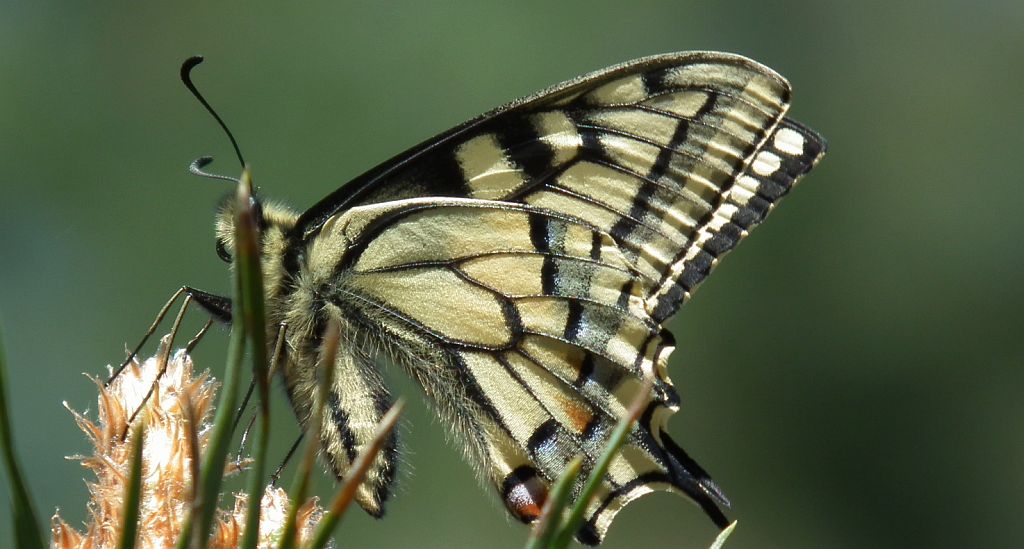 Paź królowej (Papilio machaon)