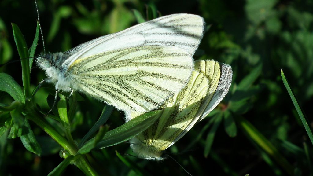 Bielinek bytomkowiec (Pieris napi)