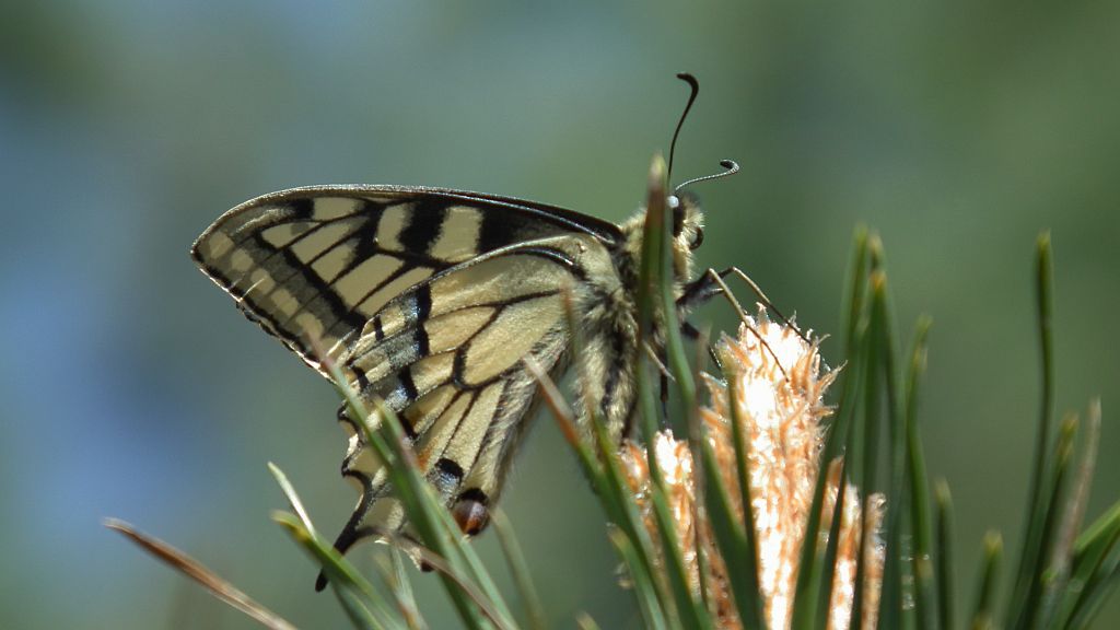 Paź królowej (Papilio machaon)