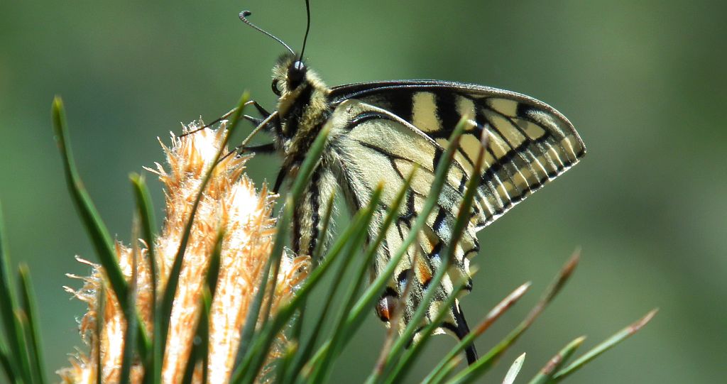 Paź królowej (Papilio machaon)