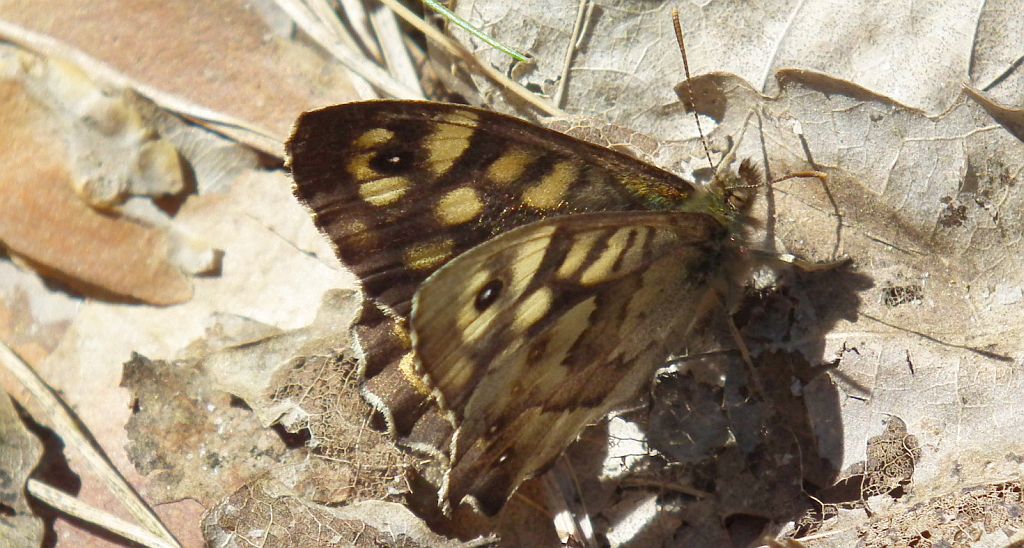 Osadnik egeria (Pararge aegeria)