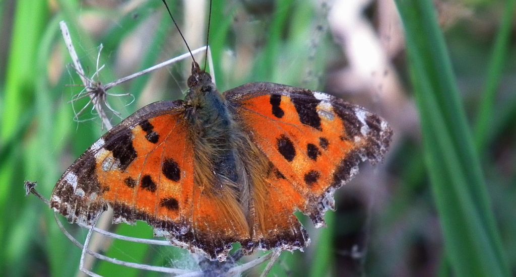 Rusałka drzewoszek (Nymphalis xanthomelas)