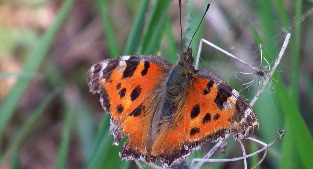 Rusałka drzewoszek (Nymphalis xanthomelas)