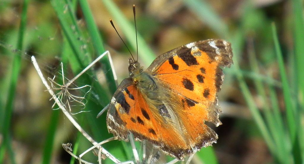 Rusałka drzewoszek (Nymphalis xanthomelas)