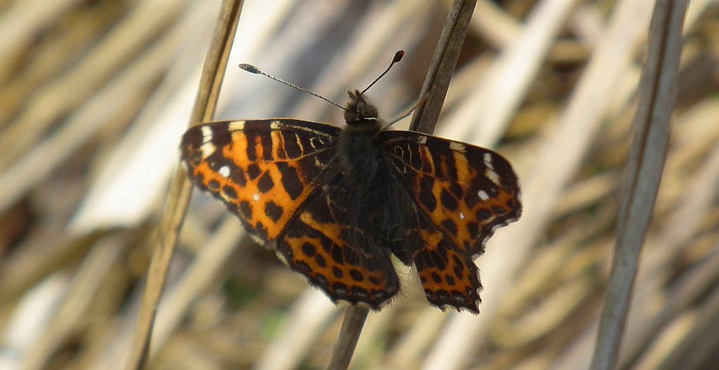 Rusałka kratkowiec (Araschnia levana)