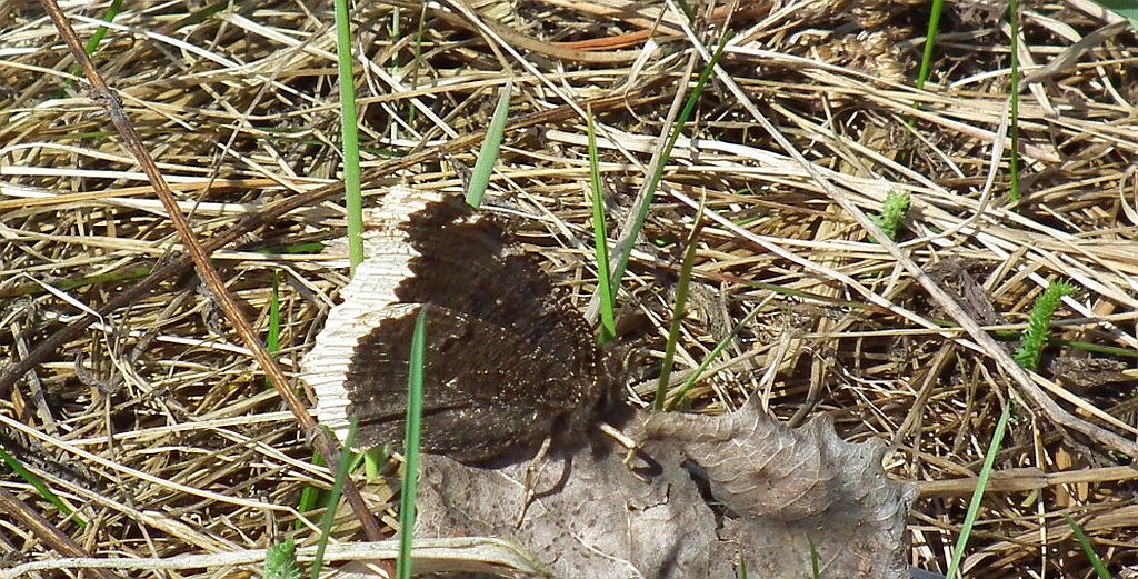 Rusałka żałobnik (Nymphalis antiopa)