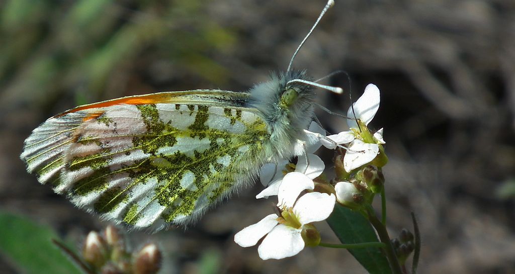 Zorzynek rzeżuchowiec (Anthocaris cardamines)