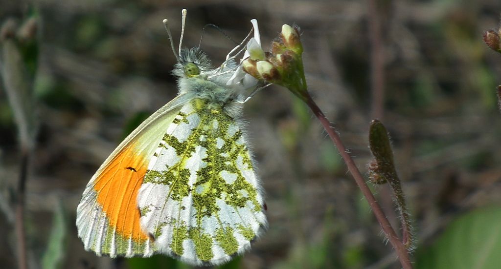 Zorzynek rzeżuchowiec (Anthocaris cardamines)