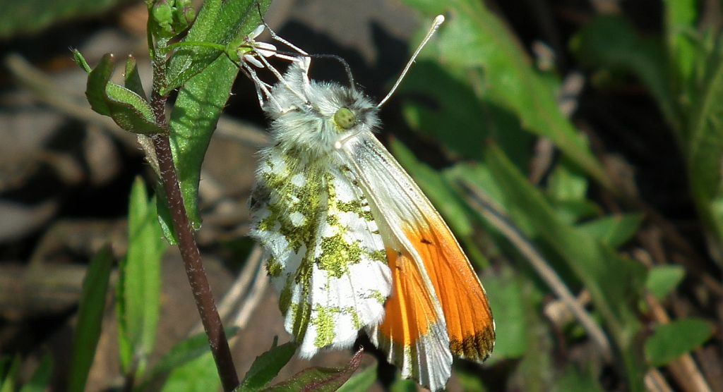 Zorzynek rzeżuchowiec (Anthocaris cardamines)