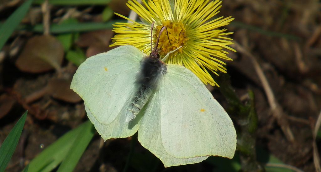 Listkowiec cytrynek,  latolistek cytrynek (Gonepteryx rhamni)