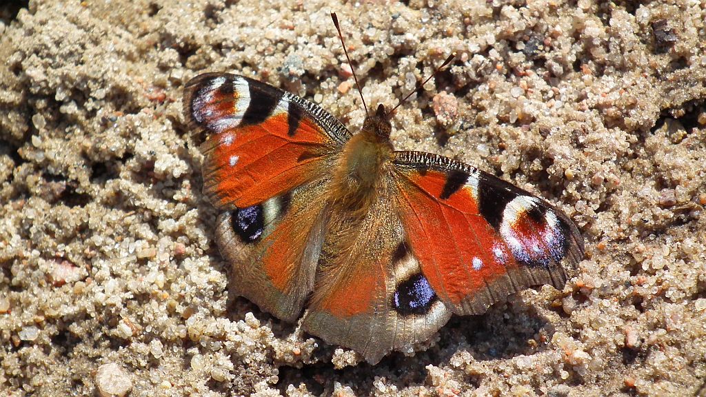 Rusałka pawik (Inachis io)