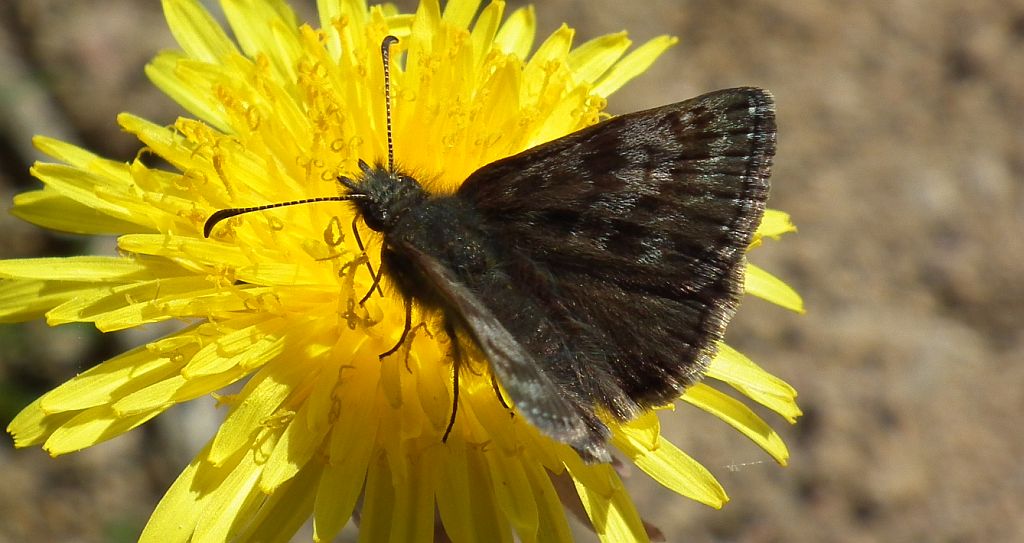 Powszelatek brunatek (Erynnis tages)