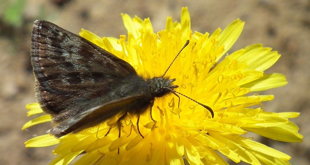 Powszelatek brunatek (Erynnis tages)