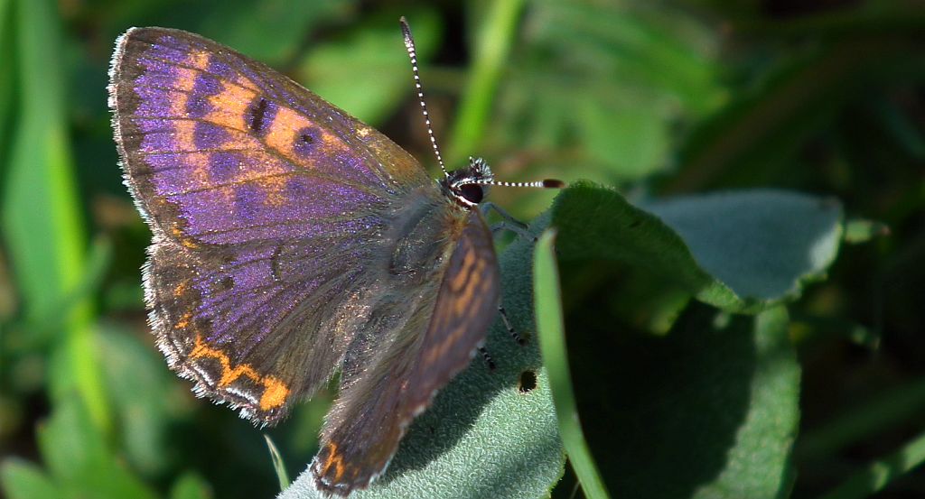 Czerwończyk fioletek (Lycaena helle)