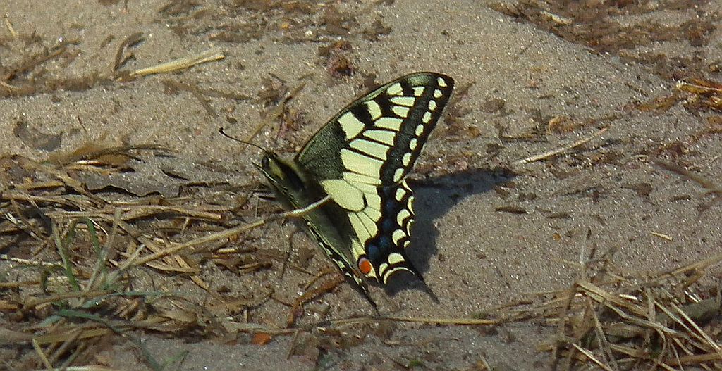 Paź królowej (Papilio machaon)