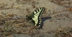 Paź królowej (Papilio machaon)