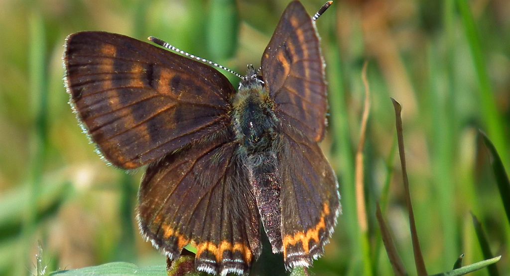 Czerwończyk fioletek (Lycaena helle)