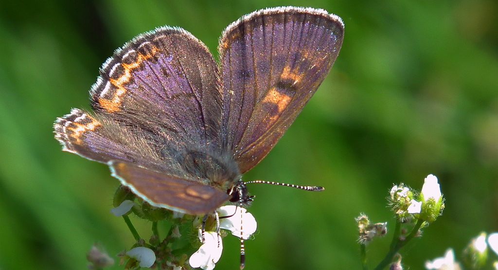 Czerwończyk fioletek (Lycaena helle)