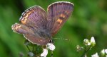 Czerwończyk fioletek (Lycaena helle)