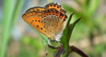 Czerwończyk fioletek (Lycaena helle)