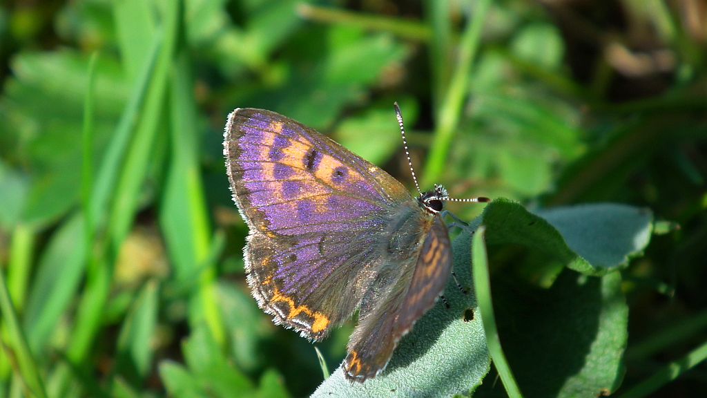 Czerwończyk fioletek (Lycaena helle)
