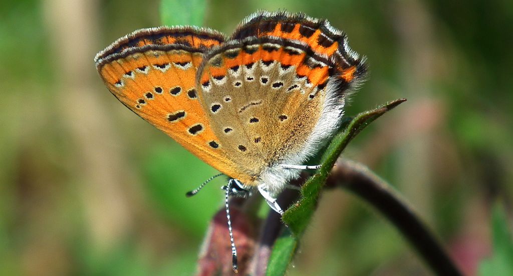 Czerwończyk fioletek (Lycaena helle)