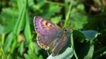 Czerwończyk fioletek (Lycaena helle)