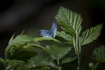 Modraszek wieszczek (Celastrina argiolus)