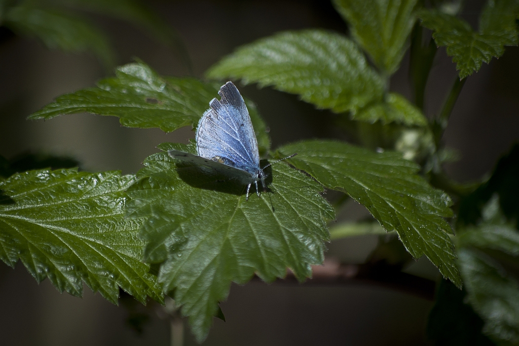Modraszek wieszczek (Celastrina argiolus)