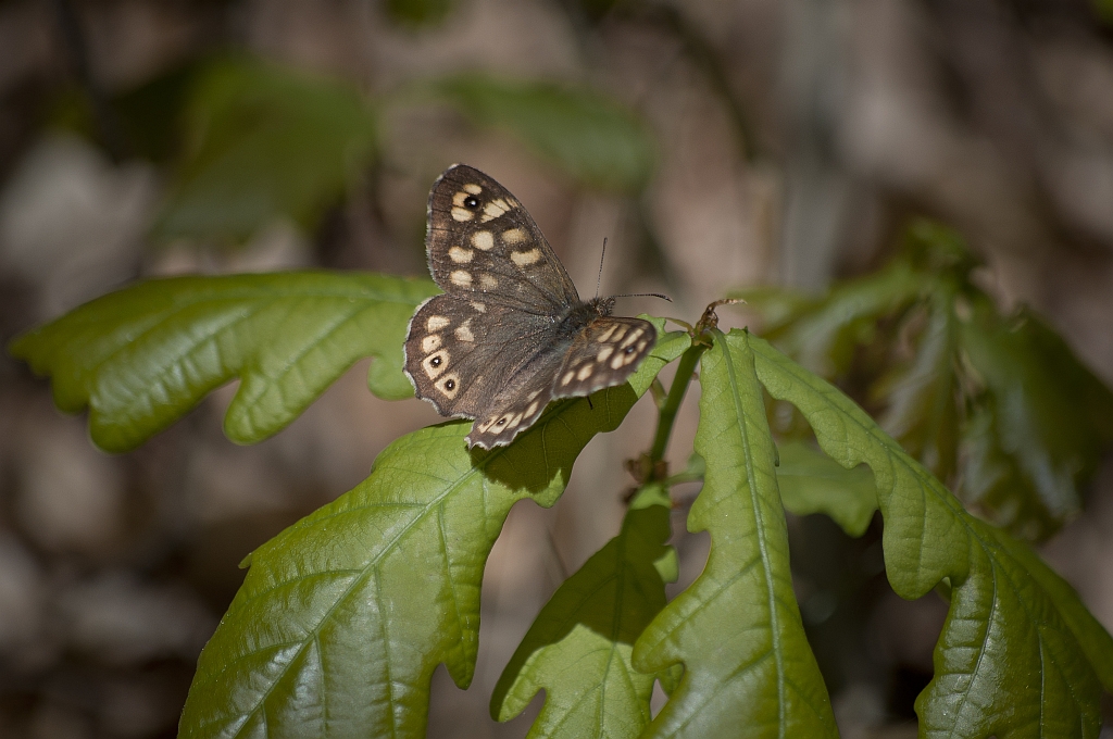 Osadnik egeria (Pararge aegeria)